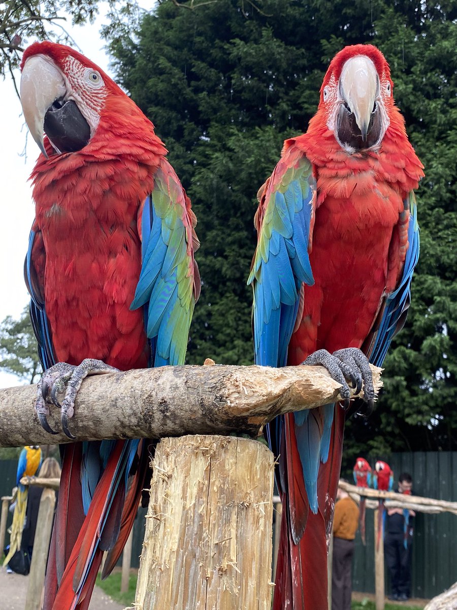 Connect & Share tweet media