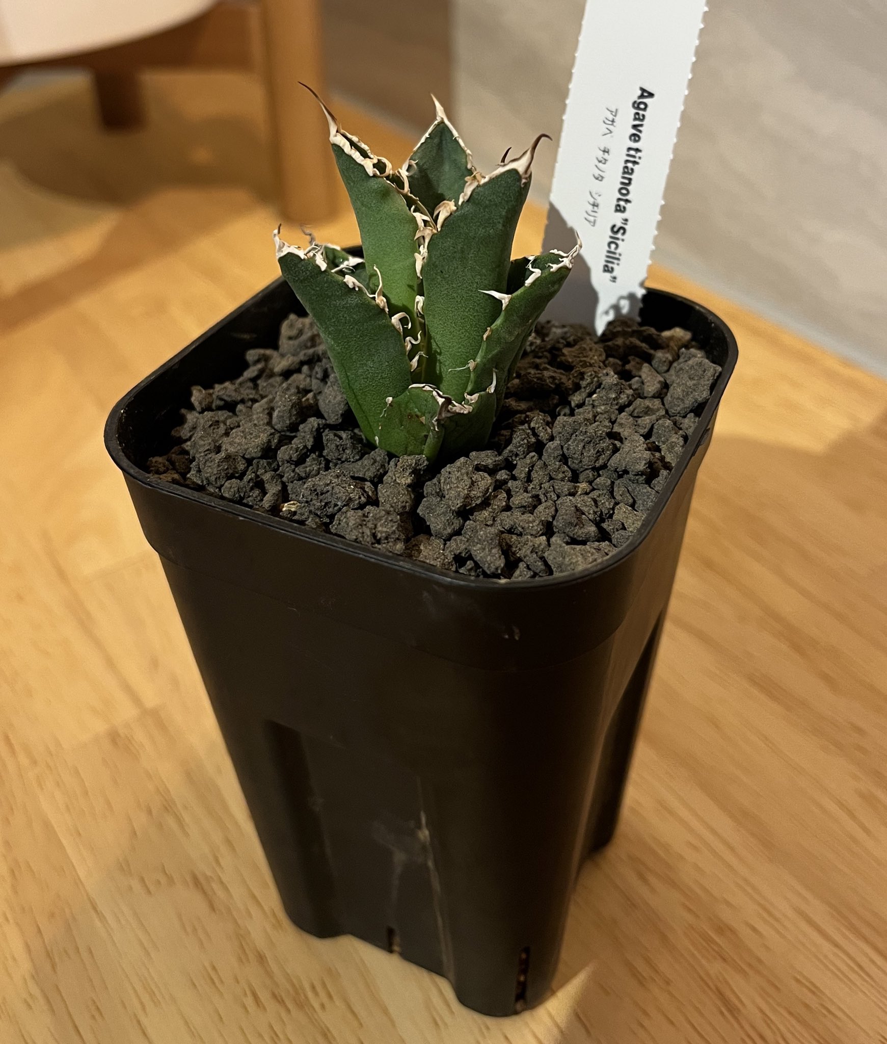 カクタスグリーン - Search / X