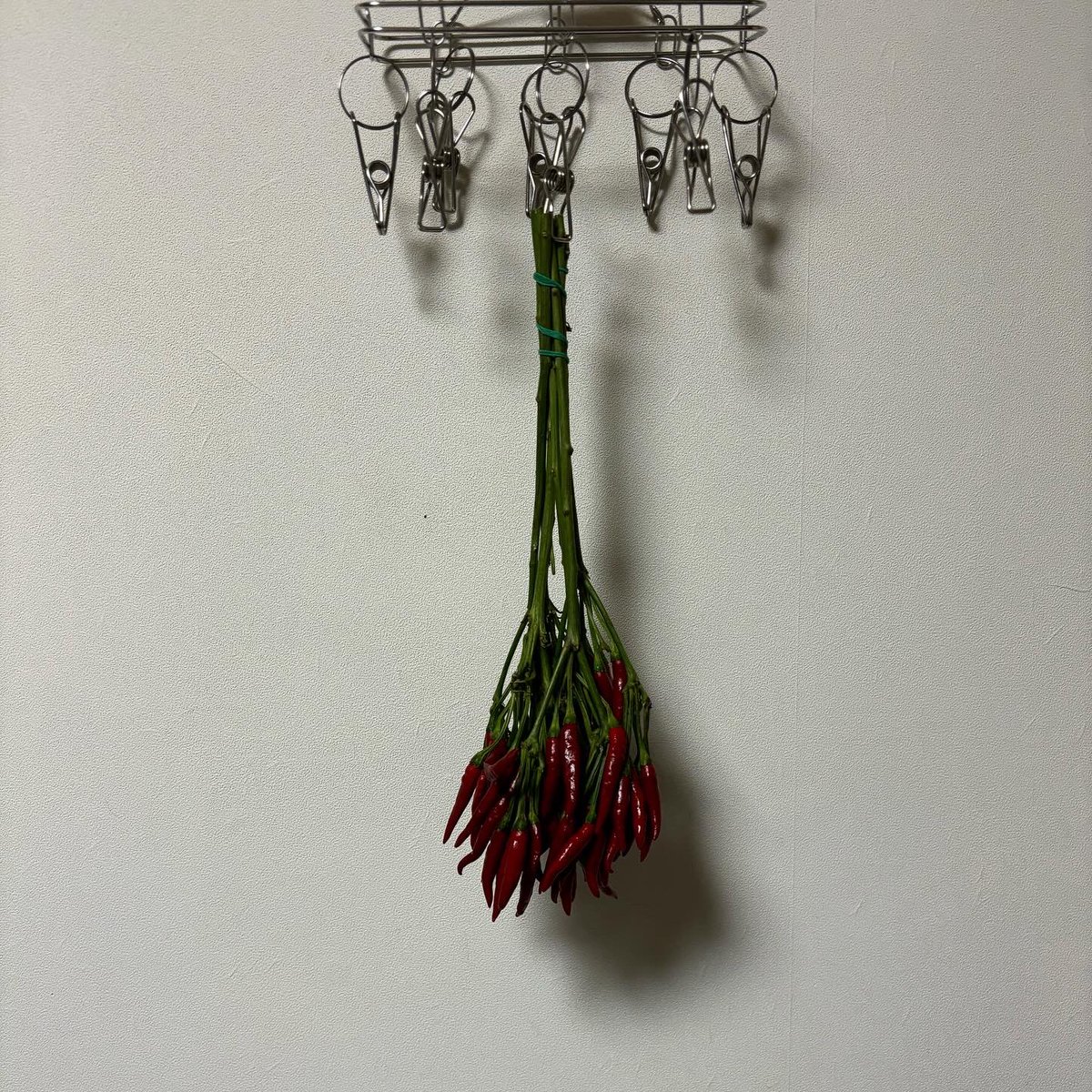 CocoloMusic's tweet photo. 唐辛子、飼い始めました☺︎

観葉植物探してたから丁度よかった！ https://t.co/YEwHOlzju2