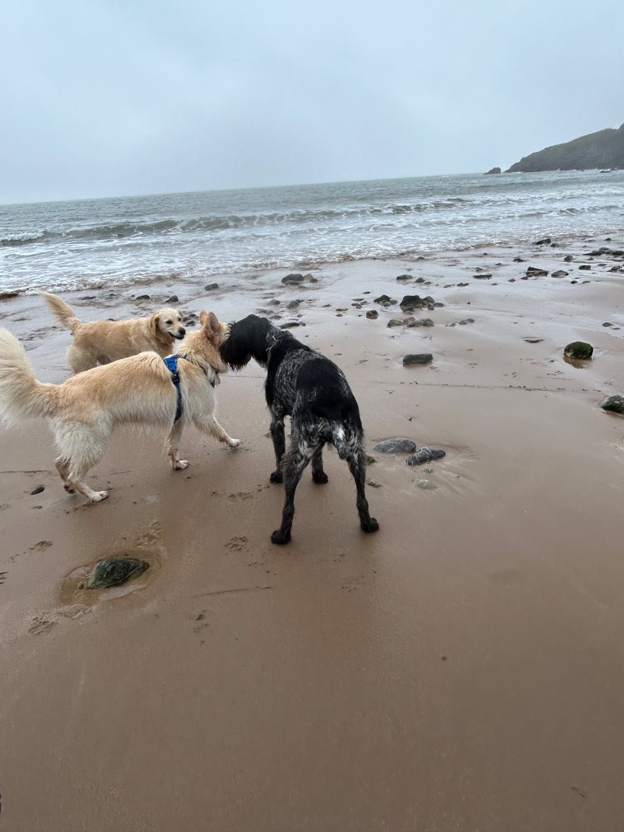 FreyaSm49070601's tweet photo. #Sunday #October1st #beachlife #dogsallowed #gsd #retriever #dogsoftwitter #dogsofx Dear fwends, dis is de life. A beach full of dogs playing. https://t.co/oLCSFaAcNn