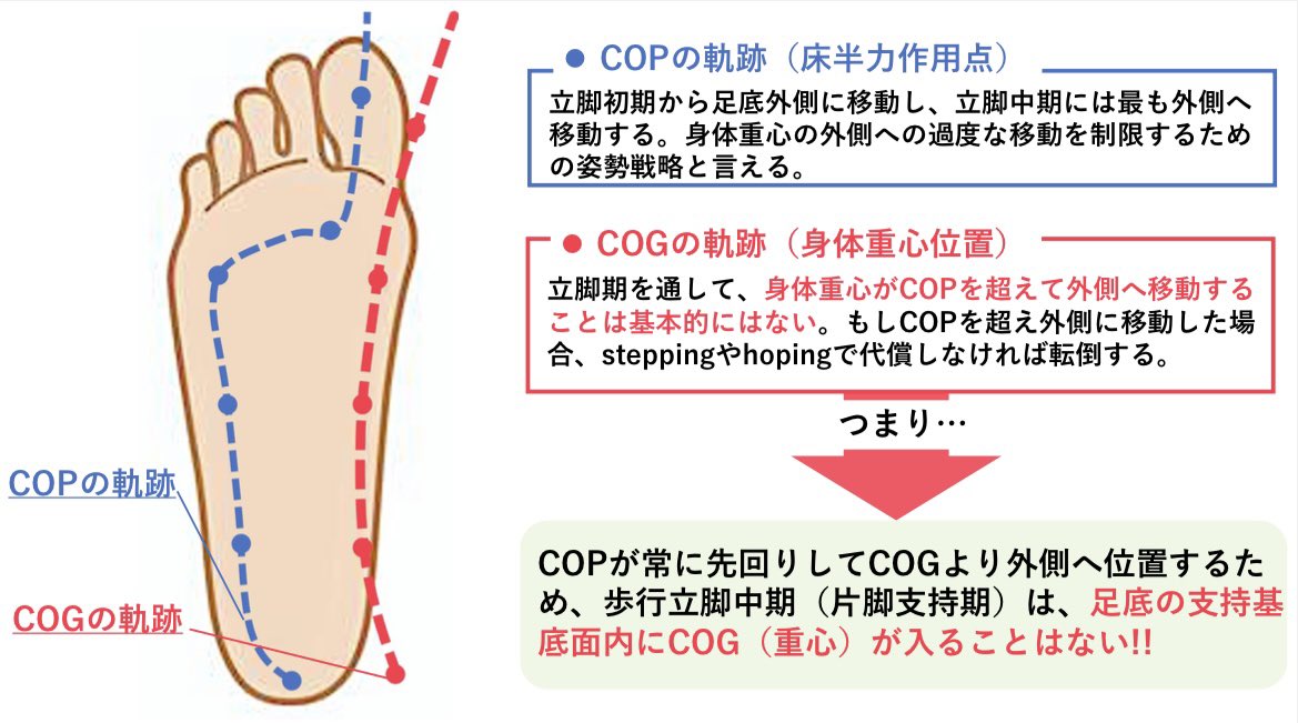 oshiroakito's tweet photo. COGとCOP🦶

これ、ごっちゃになってる
人めちゃくちゃ多い印象。

COP→床反力作用点
COG→身体重心位置

よく見る、足底の外側を通って
母趾に抜けていく...ってやつはCOP。

COGは歩行中はむしろ
支持基底面には入りません！

#インソール作成には必須知識
#COG無駄に動かさないのが効率歩行 https://t.co/yVrz4iEL3k