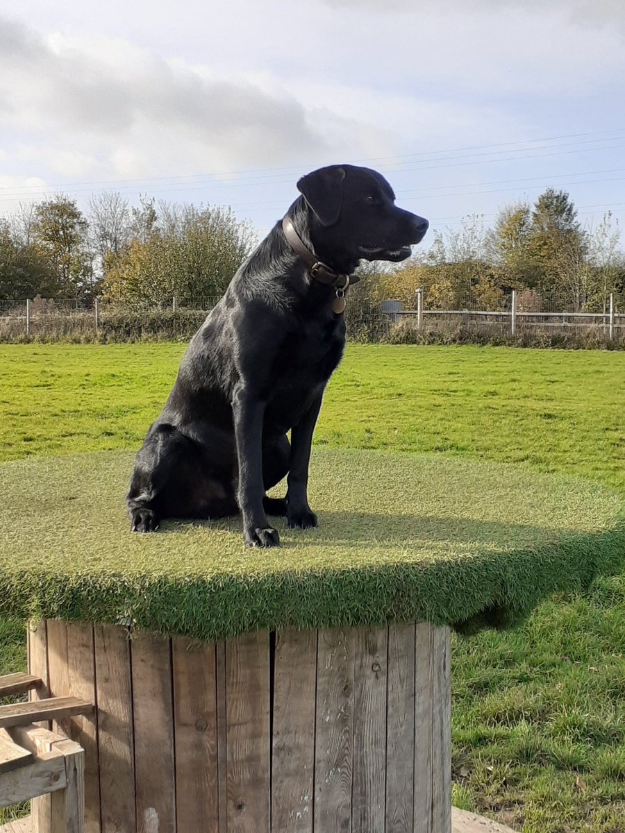 FurbabyPrince's tweet photo. It's #blackdogday, that's me. #LeotheLab https://t.co/cuzCpkgMui