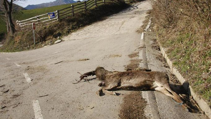 El caso aislado de hoy: Detenido un furtivo en el parque natural de Redes (Asturias ) en plena época de la berrea #LaVerdadDeLaCaza #NoALaCaza lne.es/cuencas/2023/1… a través de <a href="/lanuevaespana/">La Nueva España</a>