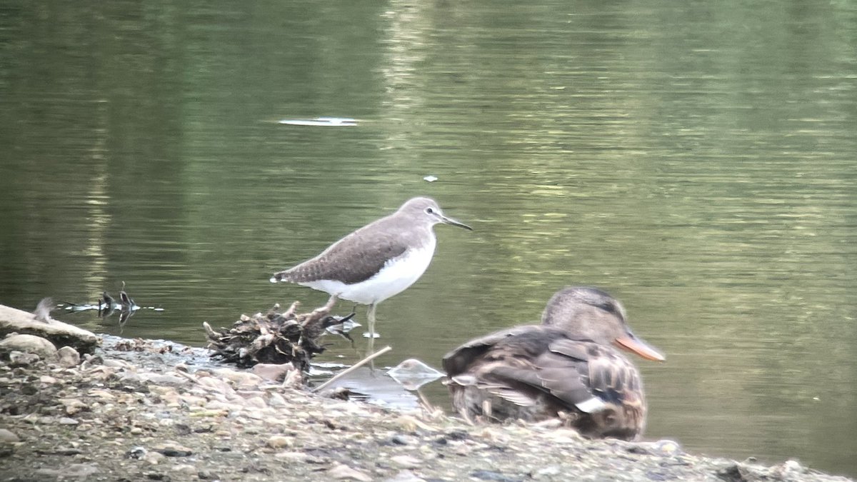 SHummerstone's tweet photo. Green sand piper &amp; lapwing seen from the draper hide @RSPBRyeMeads @Hertsbirds https://t.co/oYD86oHFi9
