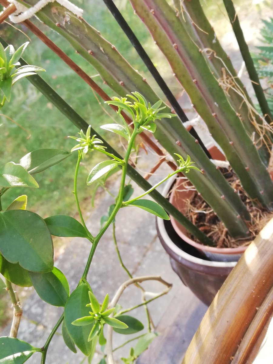 Pereskia_Cactus's tweet photo. #pereskia #aculeata I counted over 100 flower buds in this new easy flowering clone, first one opened today. https://t.co/SfW4ynUzcQ