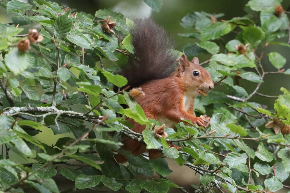 bcbeancounter's tweet image. Lovely week in Dorset. #ukwildlife #redsquirrel #osprey #wheatear #dorsetwildlife