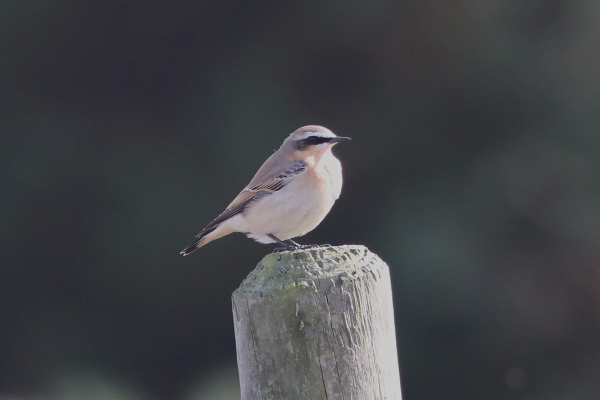 bcbeancounter's tweet image. Lovely week in Dorset. #ukwildlife #redsquirrel #osprey #wheatear #dorsetwildlife