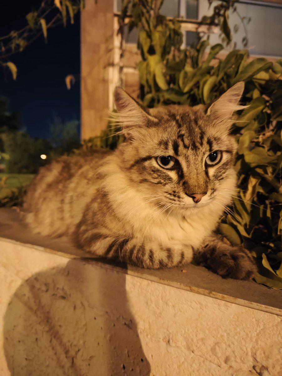 FireSiel's tweet photo. Me he encontrado a este gato en Ciudad de la Justicia, Málaga.
Es muy cariñoso (o cariñosa, no sé si es macho o hembra), se deja coger en brazos, se nota que es de alguna casa.
Difundid porfi para que encuentre a su dueño, se nota que está perdido 💔 https://t.co/XVbsay8w1X