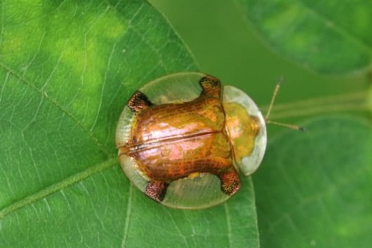 FritillaryLilly's tweet photo. Tortoise beetles like jewels #beetles #Ghana. #coleoptera #chrysomelidea #InsectTwitter #naturelovers #TwitterNatureCommunity #NatureBeauty https://t.co/Y3XsytA25h