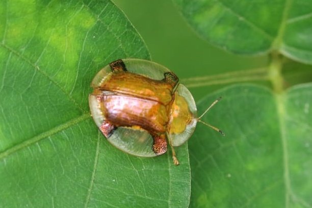 FritillaryLilly's tweet photo. Tortoise beetles like jewels #beetles #Ghana. #coleoptera #chrysomelidea #InsectTwitter #naturelovers #TwitterNatureCommunity #NatureBeauty https://t.co/Y3XsytA25h