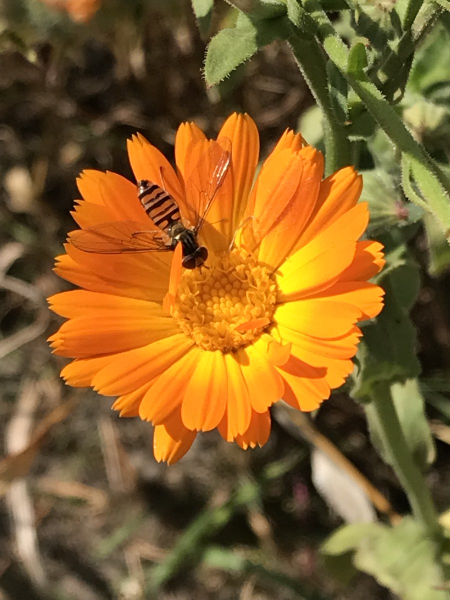 Braucht jemand ein Tütchen Samen von diesen Sommerblumen (wie auch immer die heißen)? Bei mir fallen gerade größere Mengen an. 👉 DM

#Bienenweide (Ja, ich weiß, daß das keine Biene ist.)