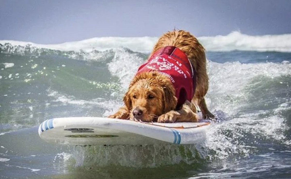 surfshop's tweet photo. Sometimes you just gotta let the good boys take over 🌊

#surfer #surfers #surferlife #surflifestyle #surfshop #surfingdog #surfingpups #surfingdogs #goldens #goldenstate #surfgram https://t.co/L5uizchkex