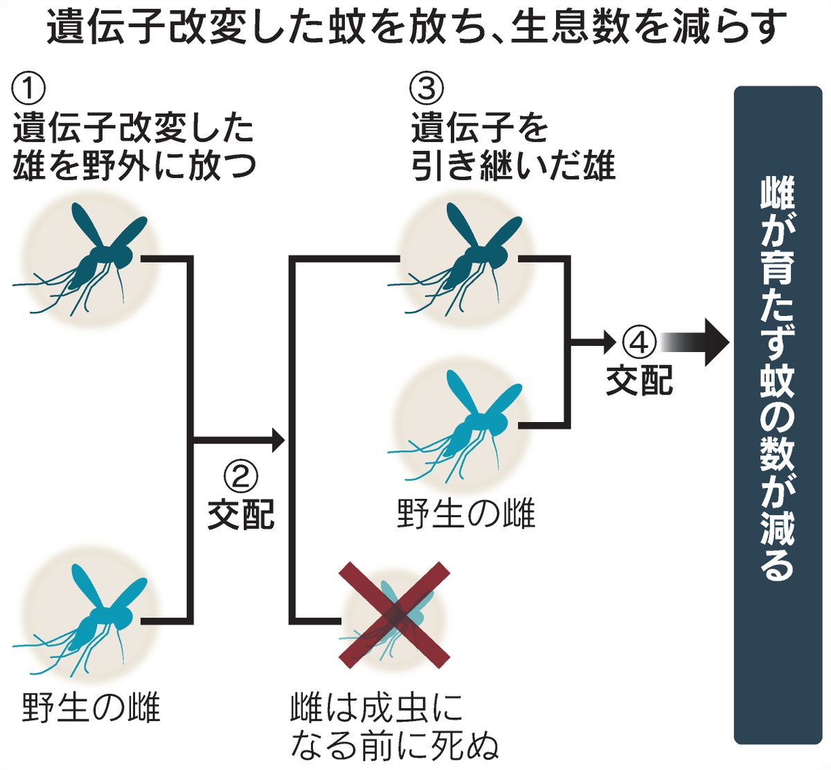 nikkei's tweet photo. 年70万人超を殺す「蚊」根絶へ
https://t.co/gtw2ZUBsXo

遺伝子改変した蚊を放つ英企業の取り組み。2世代で蚊の数が約9割減。一方、マンモス復活や月に670万種貯蔵する構想も浮上。種の存亡を左右する活動に迫ります。
#日経_テクノ新世 https://t.co/doAC2nPX5R