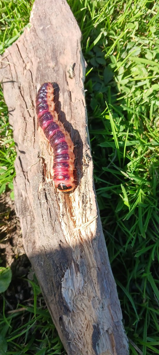 Ed Landsmeer 030 tweet media