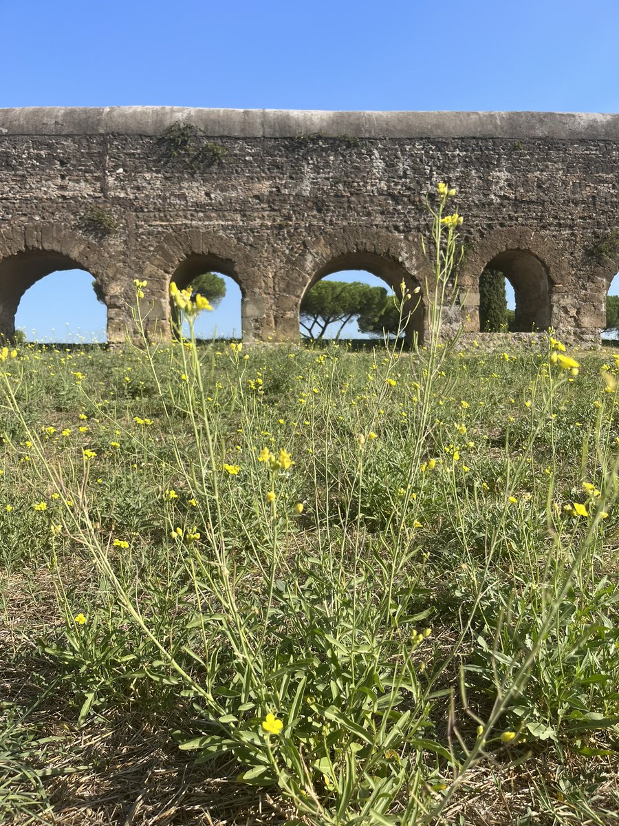 La rughetta, come dicono i romani.
#nature #parcoacquedotti #ParcoDegliAcquedotti #roma #rome #ita #italy