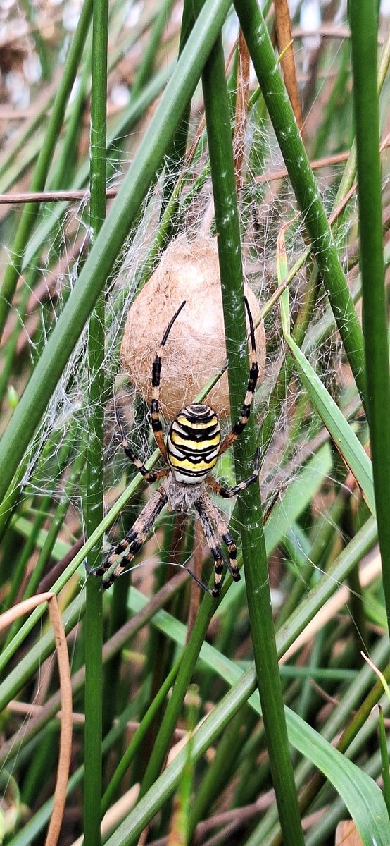 Gavin Durrant (@gavindurrant1) on Twitter photo Still a few Wasp spiders around in the Waveney valley, this one was guarding its egg sack @SWTSiteManager <a href="/suffolkwildlife/">SuffolkWildlifeTrust</a> <a href="/SWTBroadsWarden/">SWTBroadsWarden</a> Still a few Wasp spiders around in the Waveney valley, this one was guarding its egg sack @SWTSiteManager <a href="/suffolkwildlife/">SuffolkWildlifeTrust</a> <a href="/SWTBroadsWarden/">SWTBroadsWarden</a>
