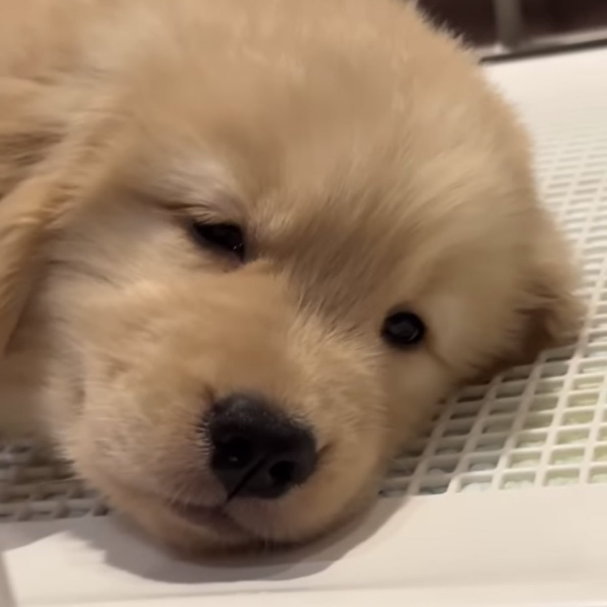 ธารกัลป์ close tweet media