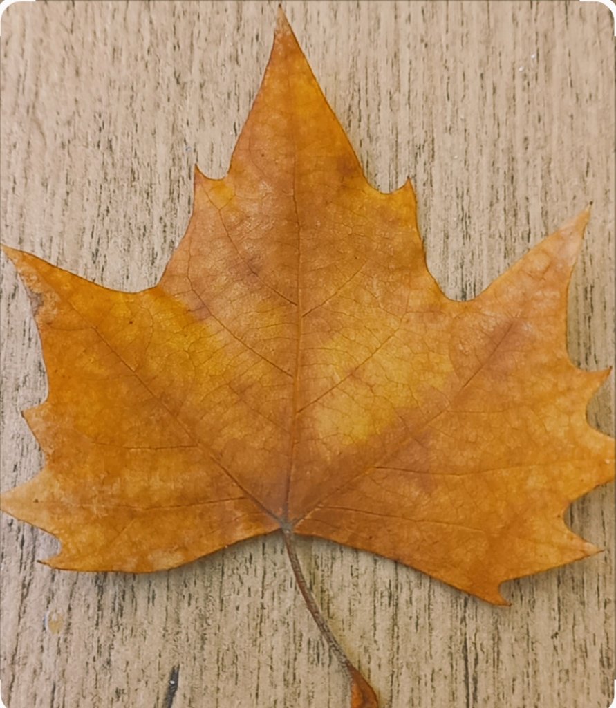 CeliaCMorais's tweet photo. Looks like it is fall ...because it is 🍂🍁 https://t.co/vWa55ZgYDF