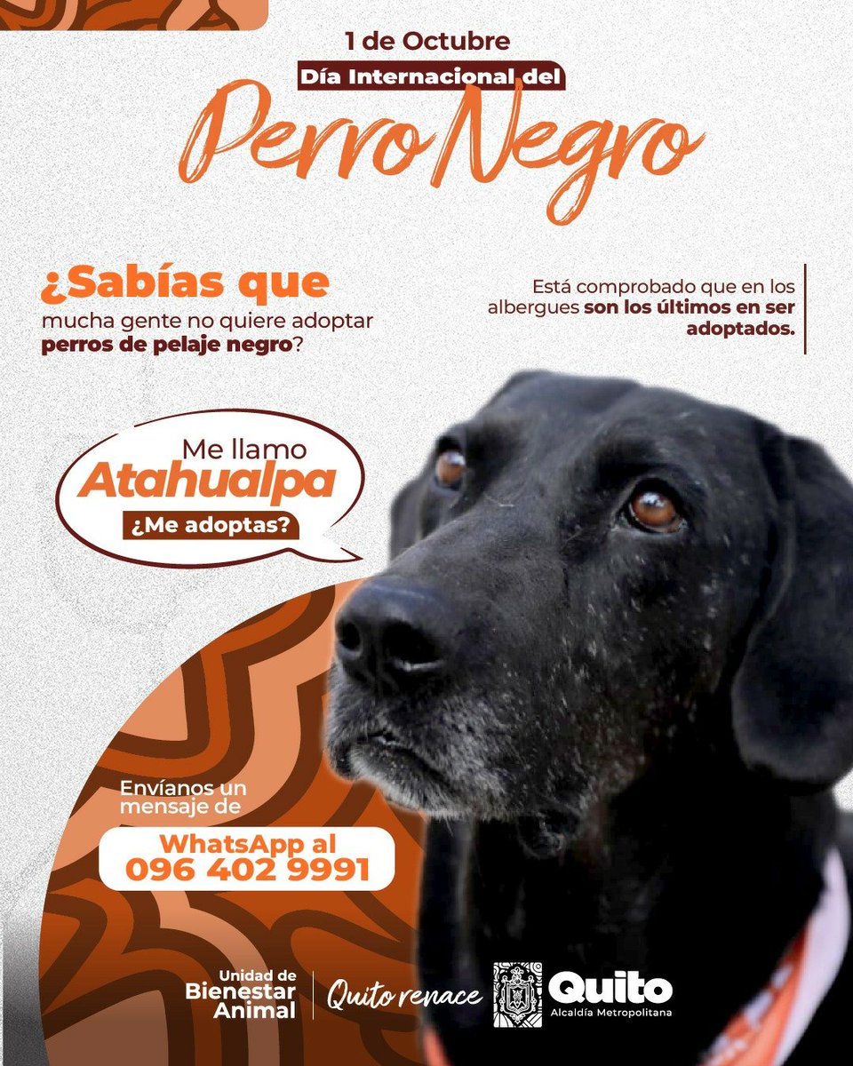 🐾 #1DeOctubre | Hoy en el Día Internacional del Perro Negro, te contamos que ellos suelen ser los canes con menor oportunidad para ser adoptados 😱. Sin embargo, también sabemos que hay muchos que ya tienen un hogar.

Si convives con un 🐶 de color negro compártenos su 🖼️ foto👇