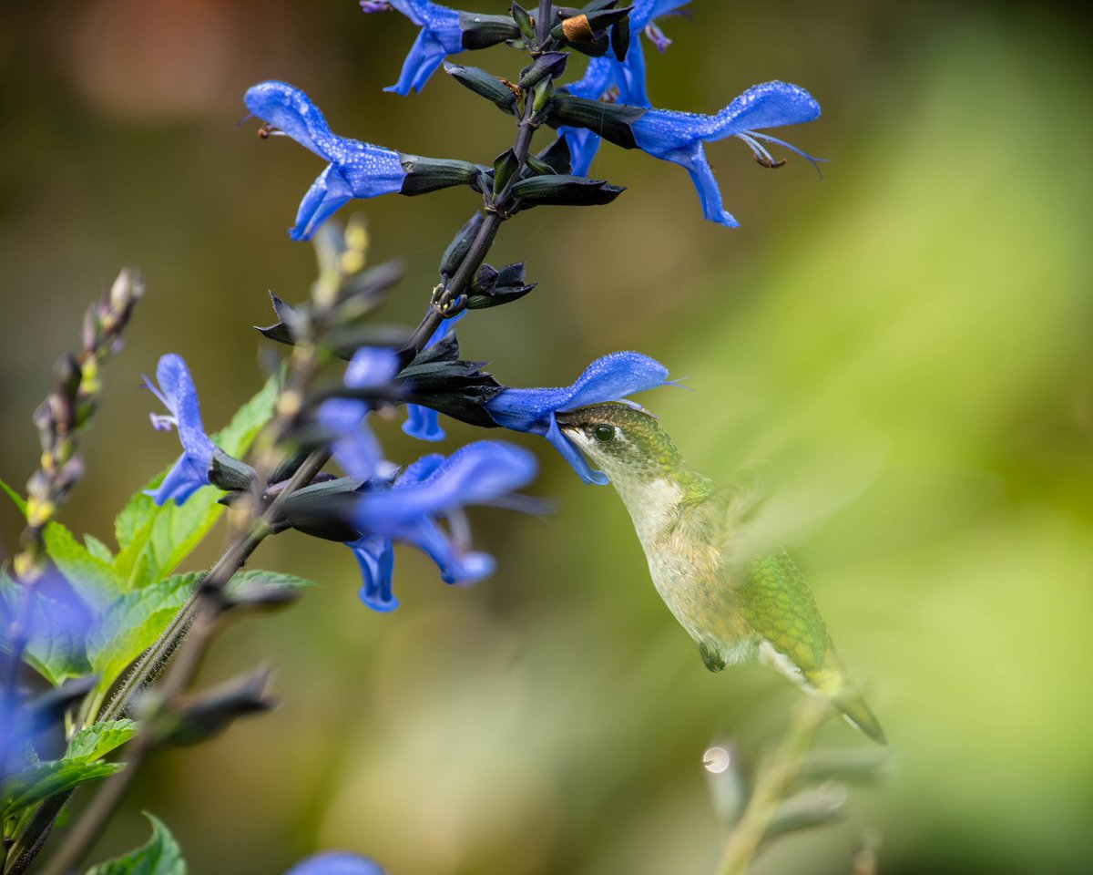 Kolasinski50080's tweet photo. Ruby-throated Hummingbird @MaineGardens #Boothbay #Maine
#BirdsOfTwitter #BirdsSeenin2023 #TwitterNatureCommunity #TwitterNaturePhotography @ThePhotoHour @BirdsByStiofan #hummingbirds #nature #wildlife #NaturePhotography #wildlifephotography #photography #Nikon #Amazing https://t.co/BVyDOVtC1V