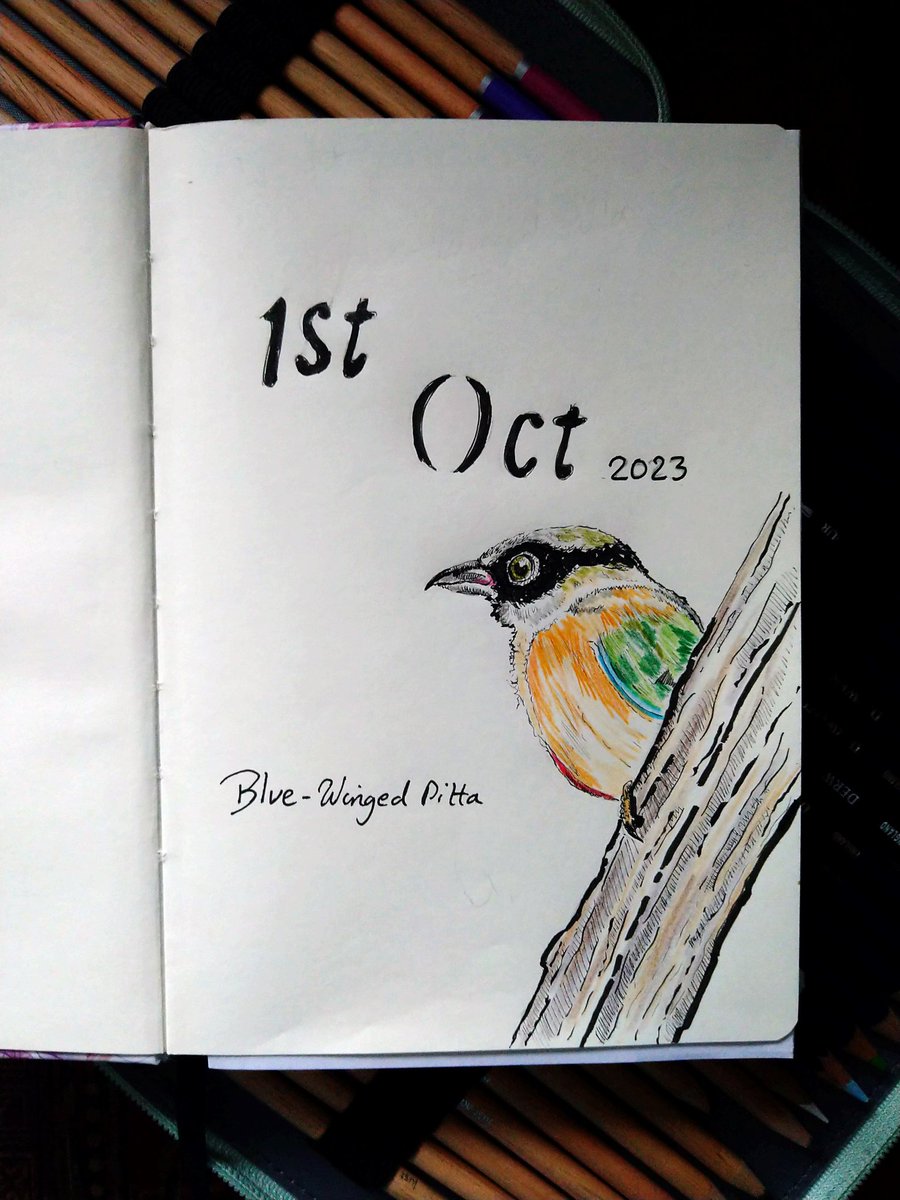 artyreg77's tweet photo. Yay 🥳🎇🎉 happy #birdtober2023 #birds #art #artist #ArtistOnTwitter #inktober2023 @inktober #Inktober #31drawings31dsys thanks again @aholmesartiststudio for a fantastic list 🥳🐔🐓🦤🐦🕊️🦜🦅🦉 #bluewingedpitta https://t.co/02rbO9q0Ax