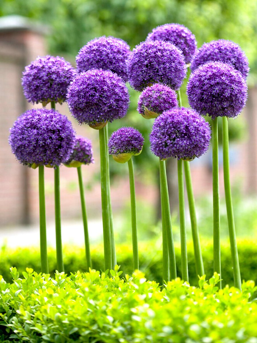 fioridemas's tweet photo. Hablemos del género "Allium" (que ya mencioné antes) pues he visto que nunca sale en charlas y necesito exponer su belleza; conocida como cebolla ornamental o flor de ajo, pues a esto mismo pertenecen. Florecen en verano e incluso las variantes deco. pueden ser comestibles. https://t.co/b5gEK6hbI8