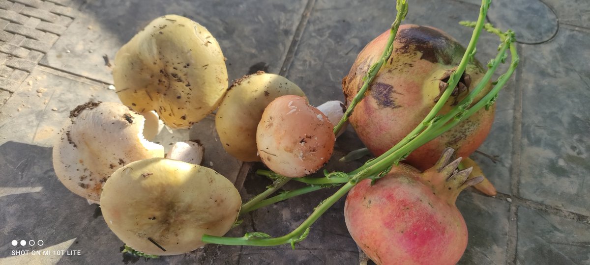 Rosana Rel (@rosanarel) on Twitter photo Tardor o primavera? Bolets, espàrrecs, mangranes, romaní florit. Bogeria! Temperatures massa altes, seguim amb calor i sense pluja <a href="/FerranDalmau/">Ferran Dalmau</a> <a href="/sibilafc/">Silvia Ferrer</a> Tardor o primavera? Bolets, espàrrecs, mangranes, romaní florit. Bogeria! Temperatures massa altes, seguim amb calor i sense pluja <a href="/FerranDalmau/">Ferran Dalmau</a> <a href="/sibilafc/">Silvia Ferrer</a>