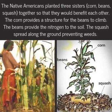 RastaHealth's tweet photo. #natural #farming #garden https://t.co/b38r6UFtoX