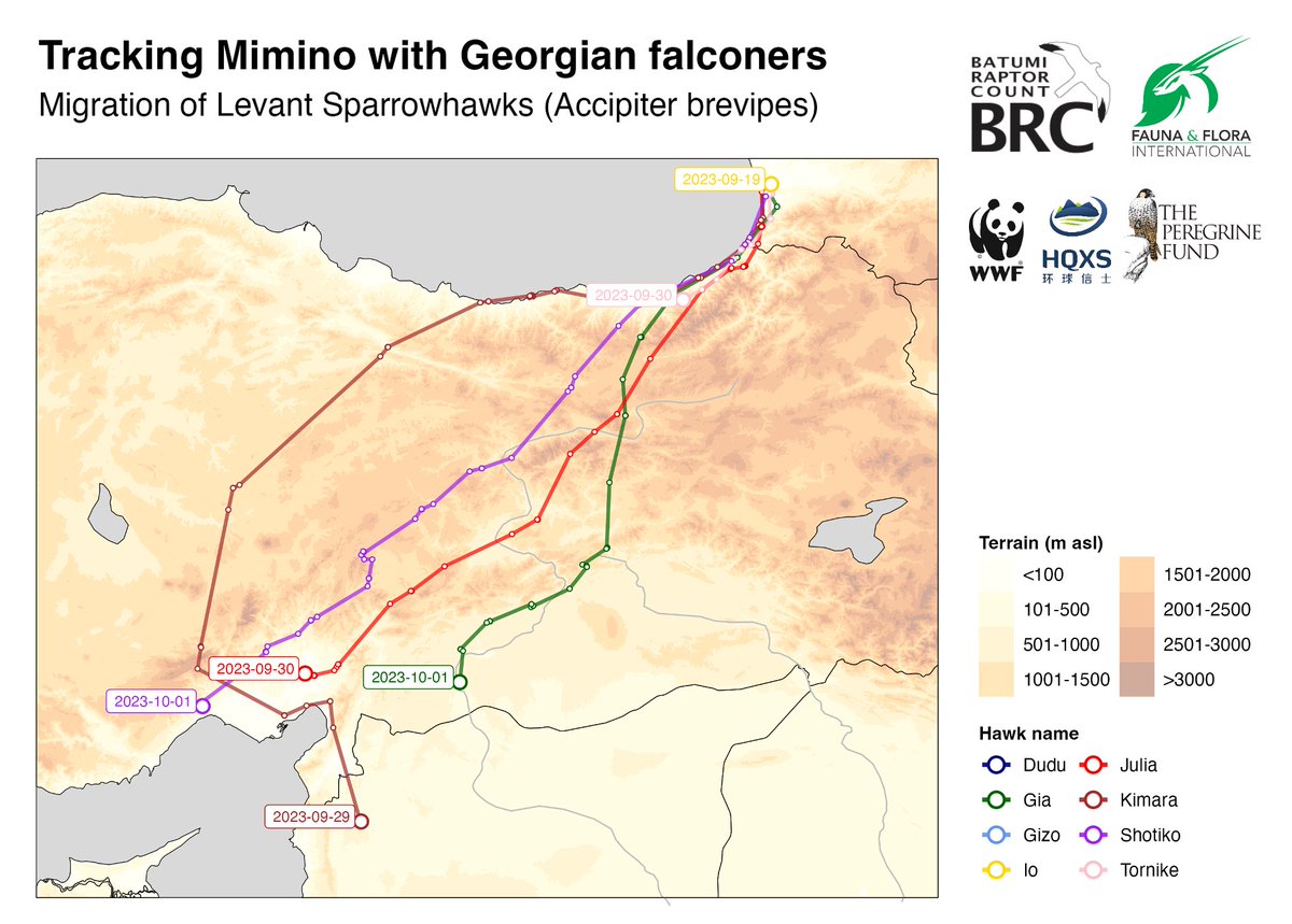 News from our Levant Sparrowhawks! It's now certain that Io died in the woods of Kolkheti 😢. But all others  now left Georgia.

Kimara (juv) seemed to be on course for a daring sea-crossing but changed course in S Turkey and reached Syria last Friday. Will Shotiko do the same?