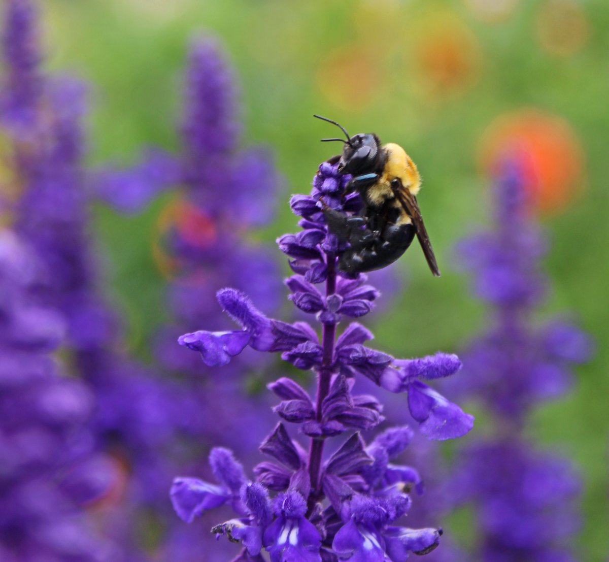 AlysaScottPhoto's tweet image. Bee hard at work

#bees #Flowers #beesatwork #photography #photographer