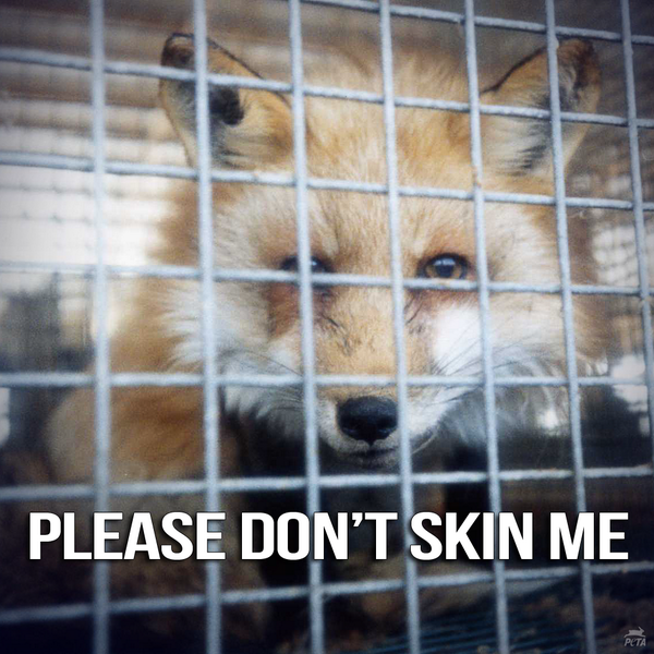 Fur is murder 🦊 
#FurFreeBritain