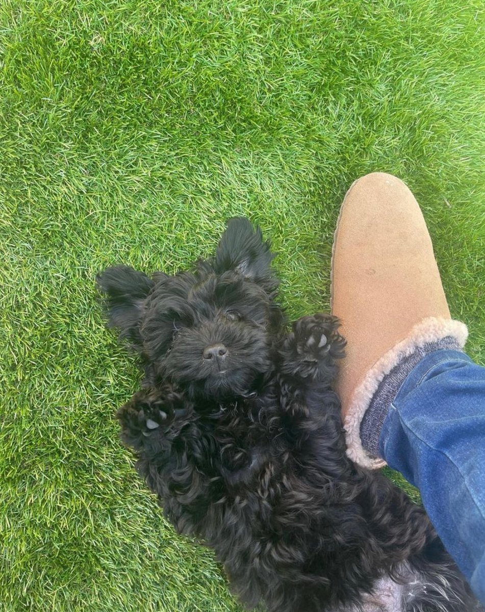 Post the last picture of your pet on your phone.
I will go first. No cheating😊