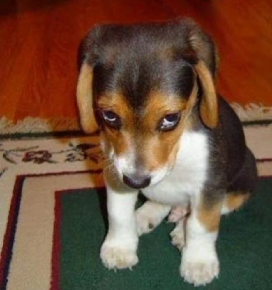 ceci 📚 tweet media