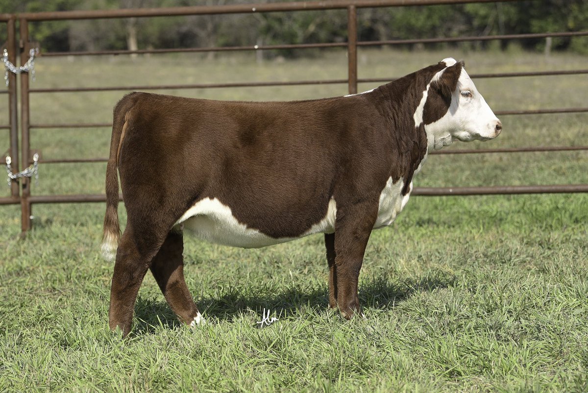 Lots 1 and 2 in The Chosen Sale!

jensenbros.net/catalogs/mobil…