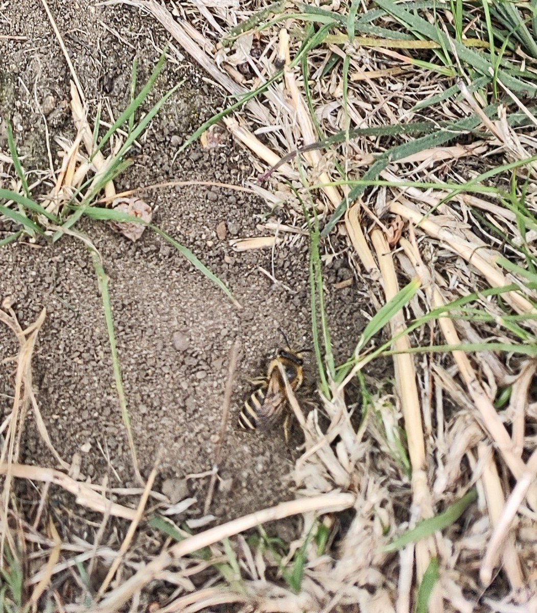 Big debate in London park about these insects living in an underground nest. Honeybees or wasps? Any ideas? @alisonurbanbees @BeesintheCity @maddiemoate