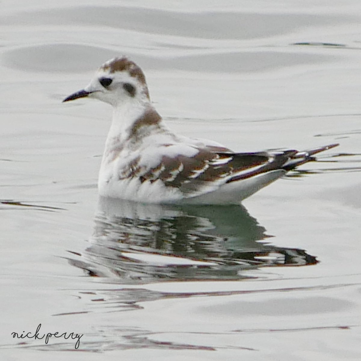 Little gull @LisvaneLlanRes today and a lifer for me. More pics to follow. #TwitterNatureCommunity 
#TwitterNaturePhotography 
#BirdsSeenIn2023 #birdphotography #BirdsOfTwitter 
#birdwatching #birding #wildlifephotography #NaturePhotography #NatureTherapy #seabirdsunday