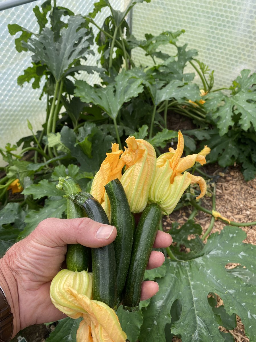 Still going strong on October 1st! We’ve been harvesting these several times a week since May! 
I’ll certainly grow courgette Tuscany from <a href="/KingsSeeds_UK/">Kings Seeds</a> again! #gyo