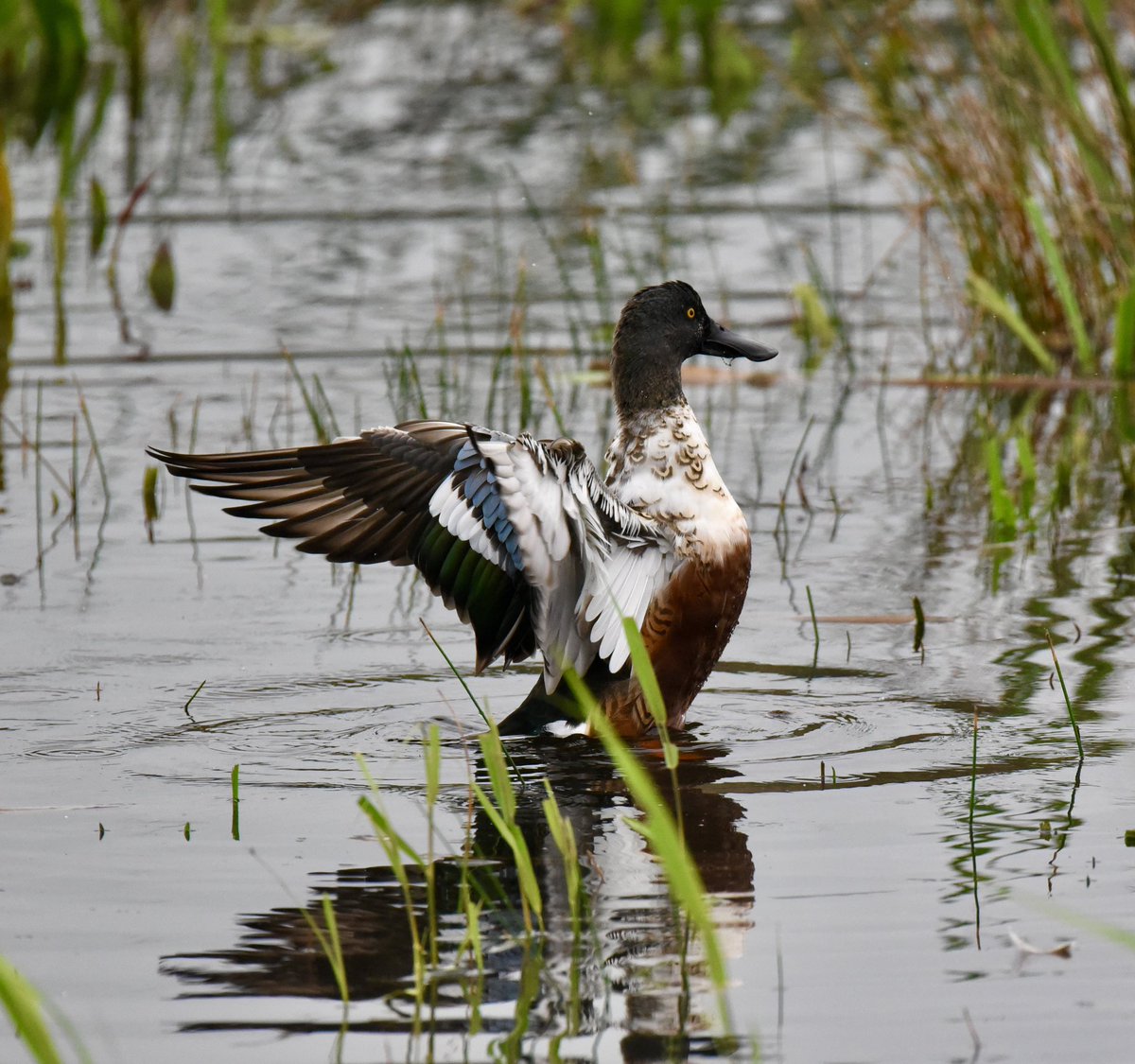 Who doesn’t dig a Shoveler? <a href="/RSPBLeightonM/">RSPB Leighton Moss</a> 30/9/23