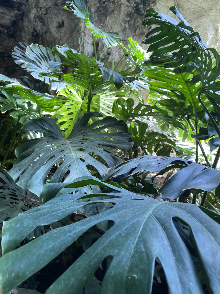 johnterence5's tweet photo. Cagliari Botanical garden #sardinia https://t.co/MPfz9ybJtL
