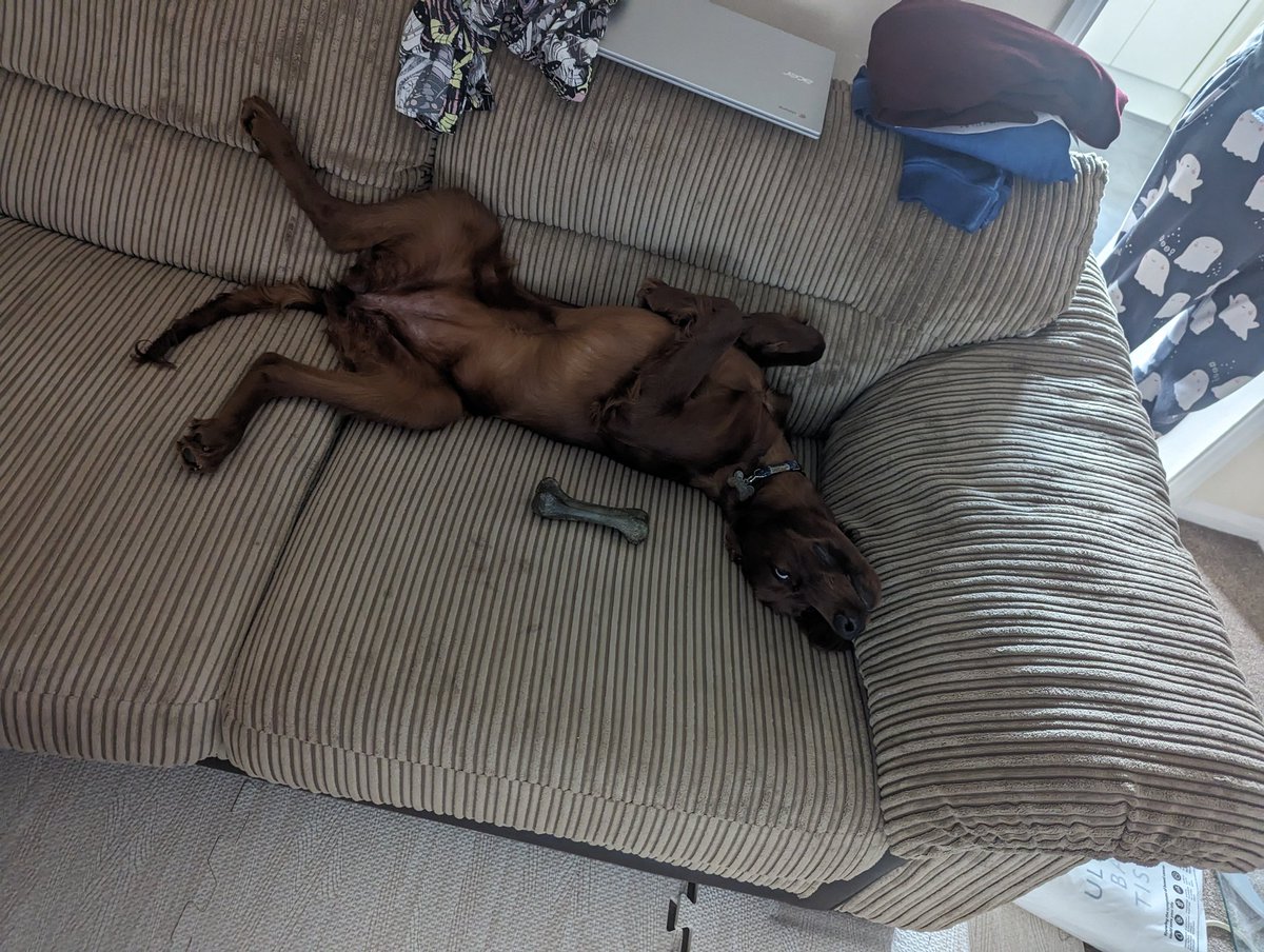Pippatheirish's tweet photo. @MollyWooWags Nothing wrong with chilling https://t.co/YPji2fpdBT