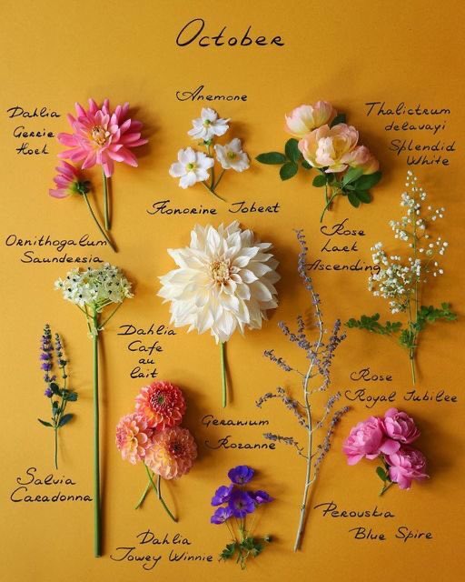 franch_laura's tweet image. Esta mañana olvidé compartir las flores que vienen… 

¡Feliz mes de octubre!
Feliç mes d’octubre!