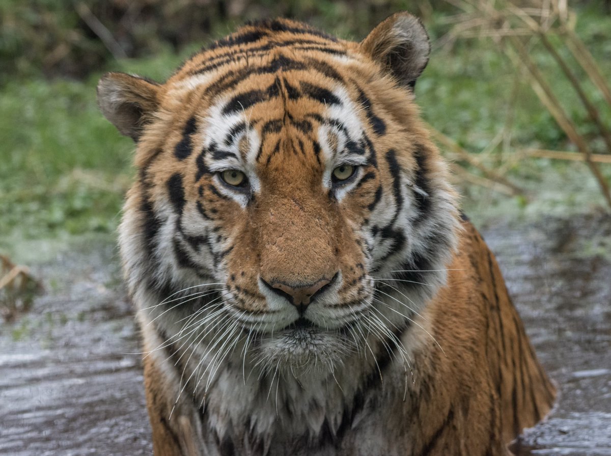 Amur tigers are a lighter orange than other tiger subspecies. Their longer, thicker coat, mane and extra-furry paws protects them against the cold climates they inhabit 🐯