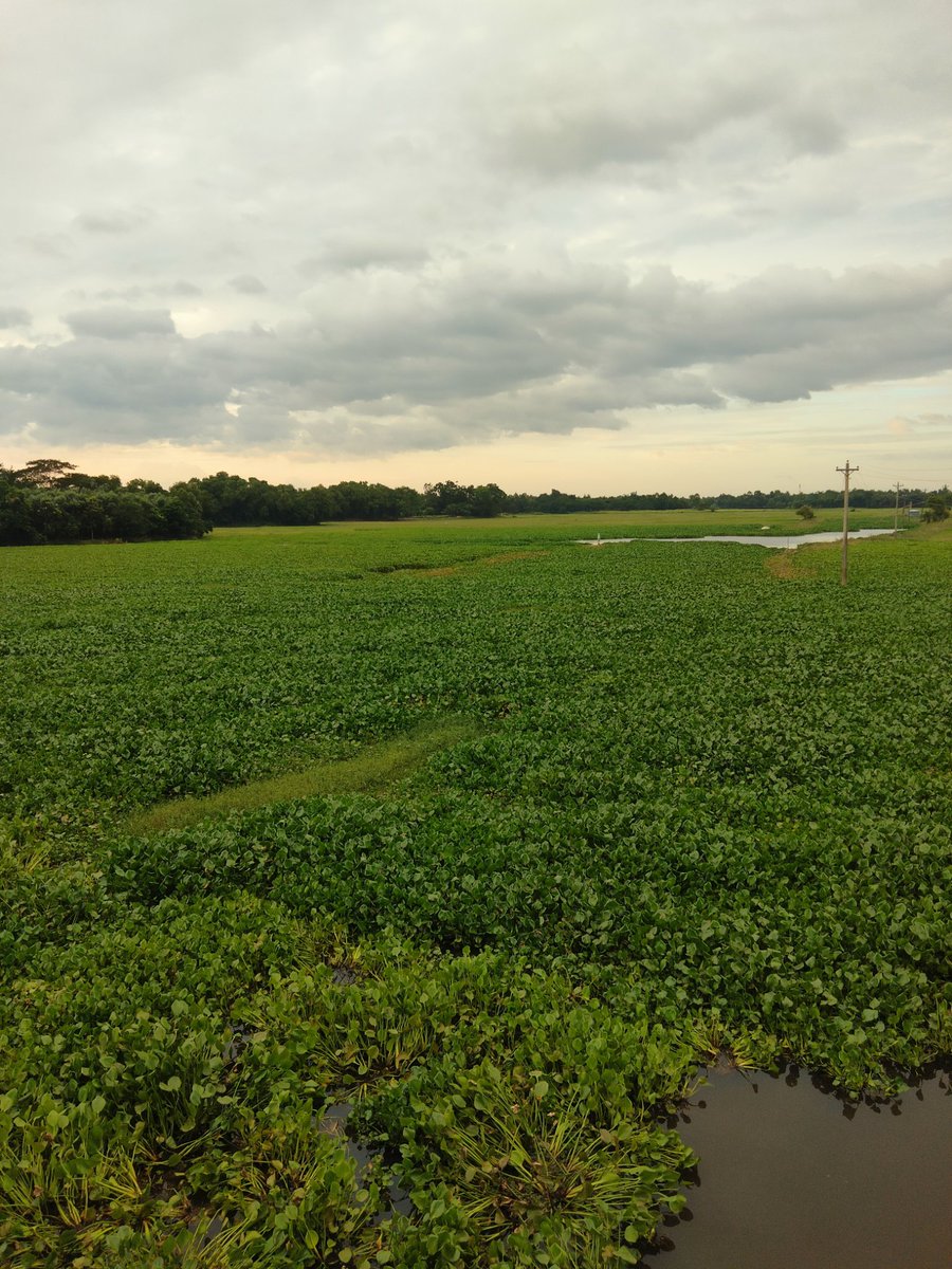 rumaakter0242's tweet photo. #bangladesh #greenfeild #rumaakter https://t.co/wwbqzTHxy3