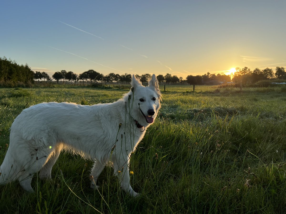 JerommekeOnline's tweet photo. Het uitgestrekte struinpad langs de Tovensche Beek in #Ledeacker was vanochtend weer een prima begin van de dag met hondje Ice. #sunrise #geenwolf https://t.co/dJxe5I2gdl