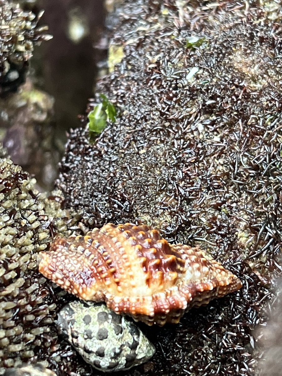 nicola_foster's tweet photo. Day 6 of the MBCE field course - Gastropoda surveys at #MissionRocks so much diversity! https://t.co/5wJexvxnof