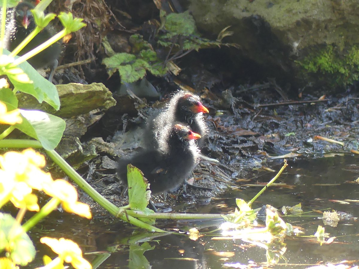 norock's tweet photo. Who's been feeding the moorhen chicks Reddy Brek?
#ThisIsNotInstagram #Chicks (Coton Manor in April) https://t.co/VkZe786v0A