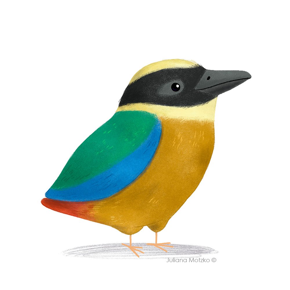 julianamotzko's tweet photo. Blue Winged Pitta.
Design available in my stores. Link in Bio.
1st bird for the awesome #Birdtober2023.
#BlueWingedPitta #birdtober #birds #cute #animal #childrenspublishing #animalillustration #illustration #illustrator #kidlitart #kidlitartist #JulianaMotzko https://t.co/DYHsp3c9Oe