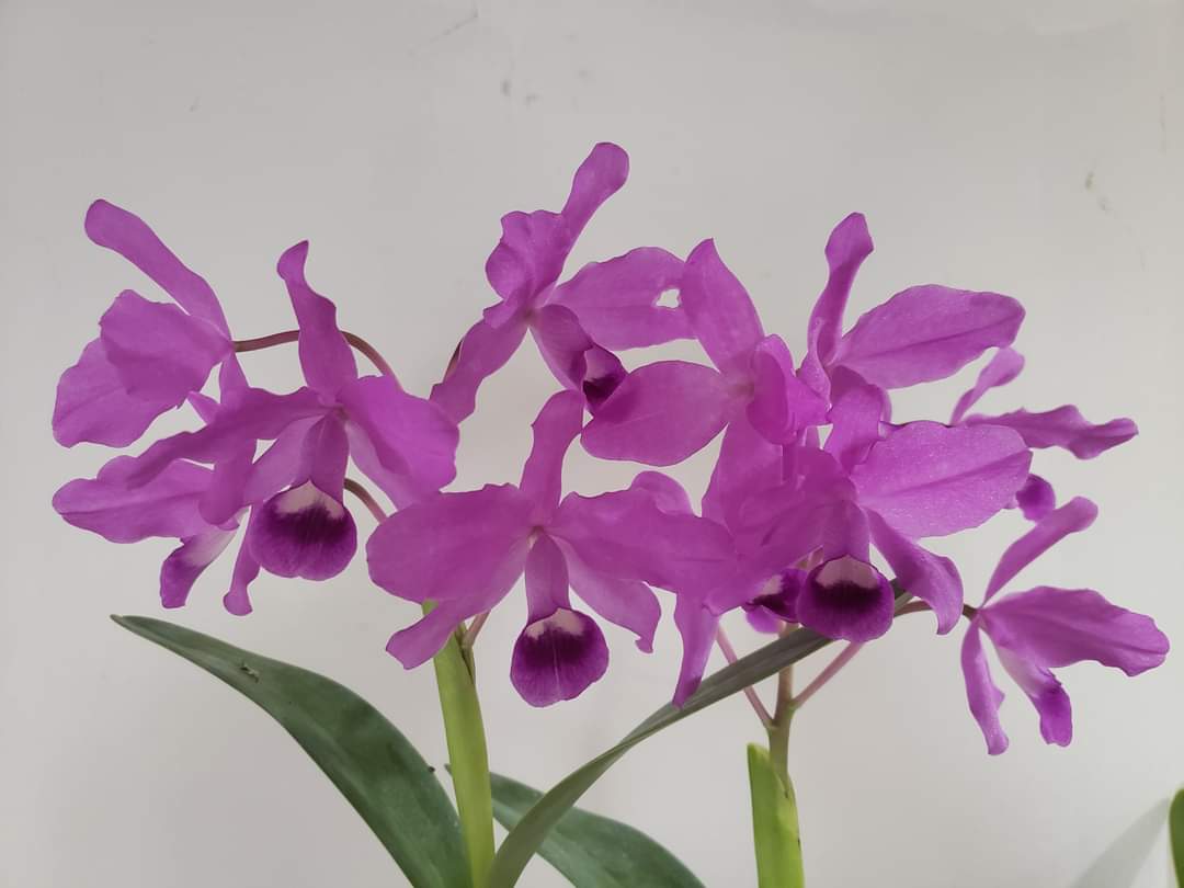 OakwoodOrchids's tweet photo. Life sometimes is hectic & crazy! Blooming #orchids can help slow the pace, make you π & enjoy the moment!
Guarianthe bowringiana β€
Learn more about care & culture: https://t.co/GzjcoegbMB
#AddictedToOrchids #flowers #orchid https://t.co/7CKeXYcCjq