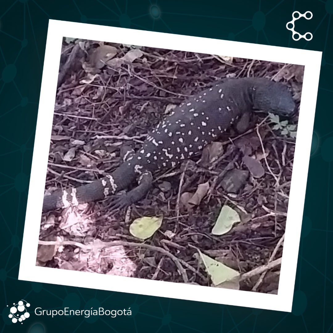 GrupoEnergiaBog's tweet photo. 🦎 Durante la realización de actividades de mantenimiento de la línea Morales - Panaluyá en #Guatemala 🇬🇹, que es administrada por nuestra filial @ConectaGtm, fue avistado un ejemplar de la especie #heloderma (también conocida como #escorpión).
🧵 Hilo 👇 https://t.co/dXGMW8KPtL