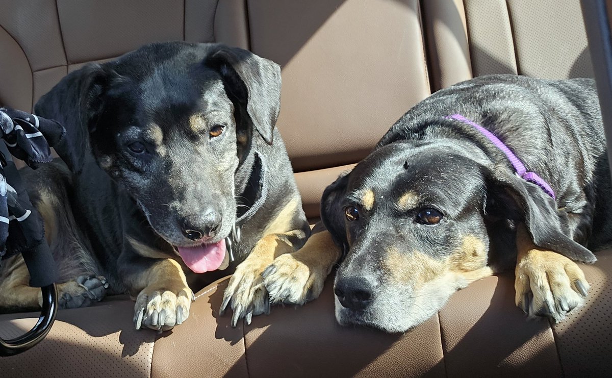 Cygote82's tweet photo. Happy National #blackdog day! My mom and I are proud human companions of our rescue dogs Rico and Cirella.

Black animals get way more overlooked in shelters than lighter-colored animals. Please consider adopting a black animal next time you bring a furry friend into your home :) https://t.co/R1TnrWaUCx